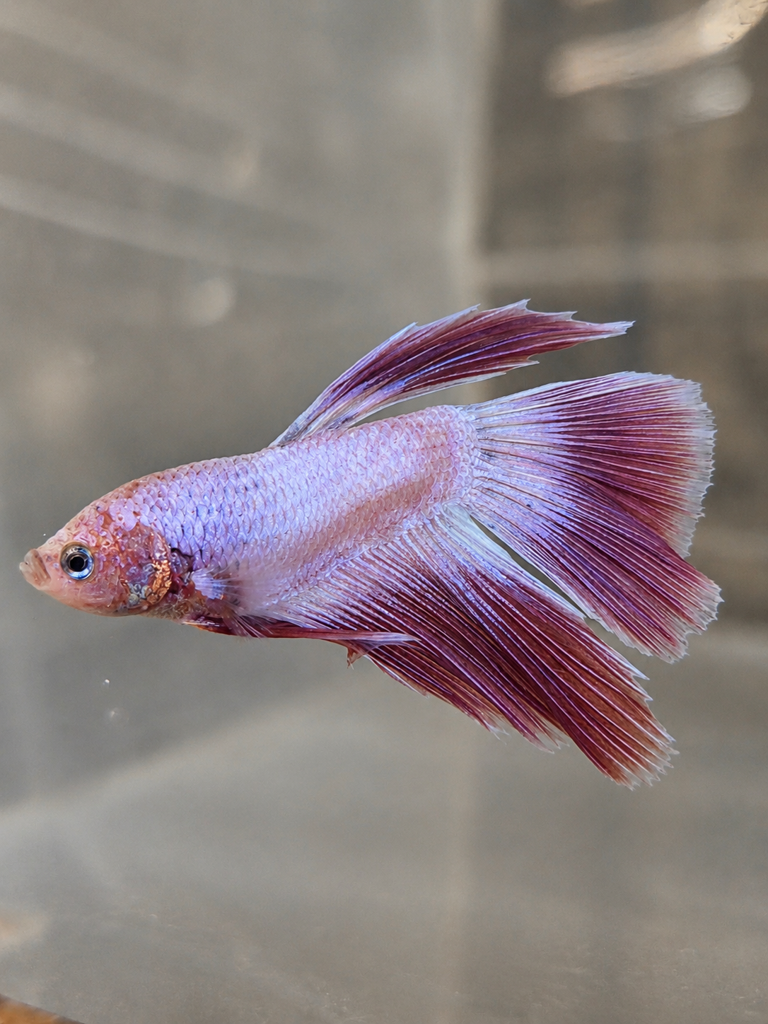 Betta ES 12