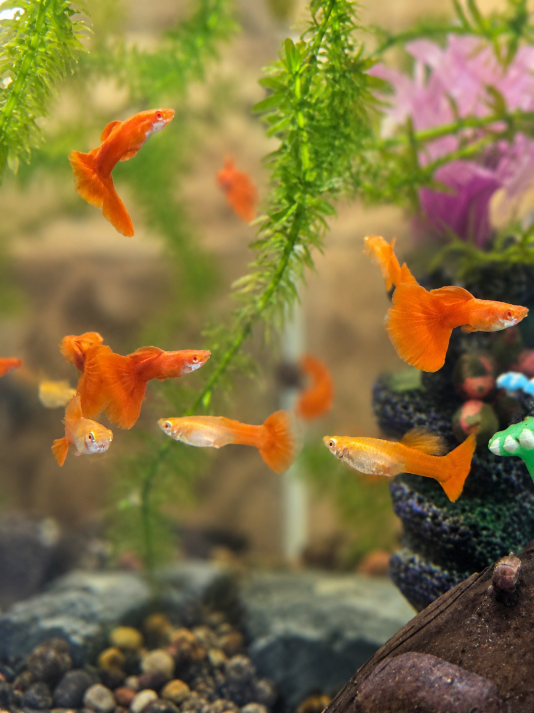 Guppy albinos full red