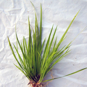 Acorus Gramineus 'Minimus Aureus'