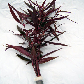 Alternanthera Sessilis 'Red'