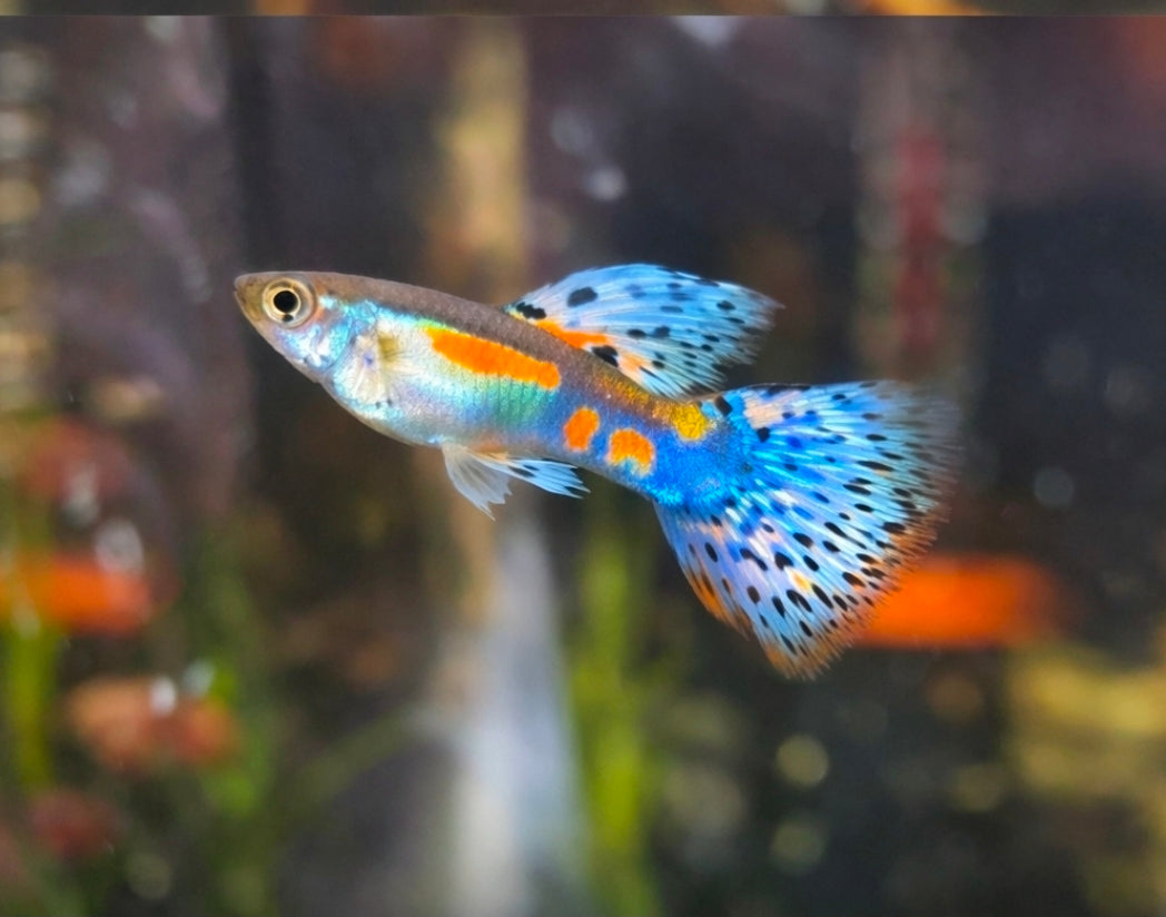 Guppy blue grass (reflet orange)