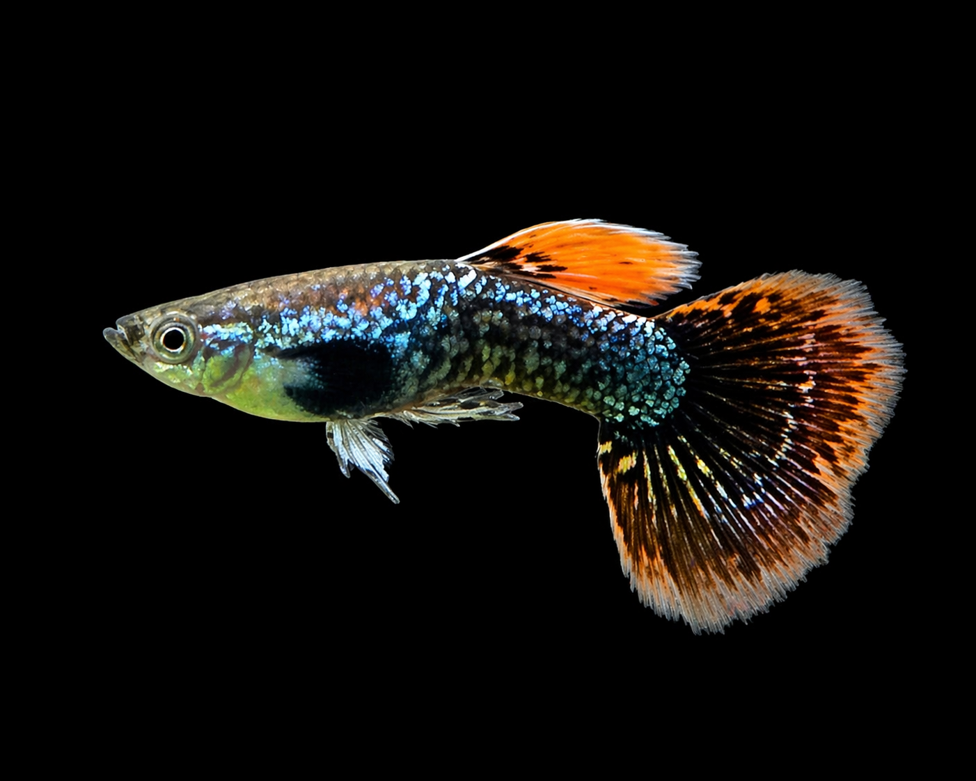Guppy inferno léopard