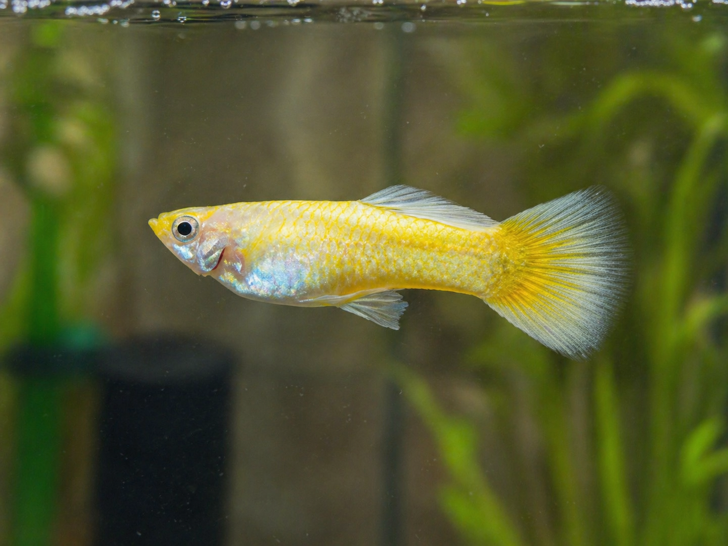 Guppy Gold 24k