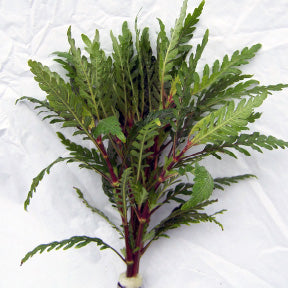 Hygrophila Pinnatifida