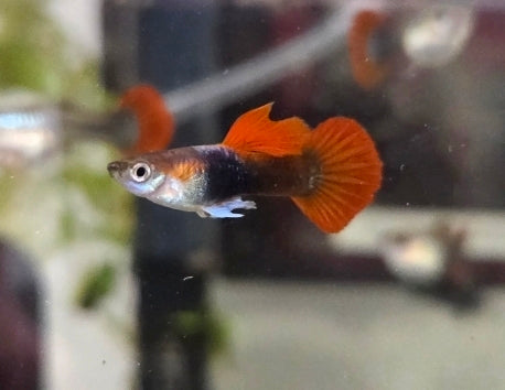 Guppy koi tuxedo