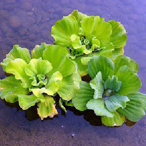 Laitue d'eau