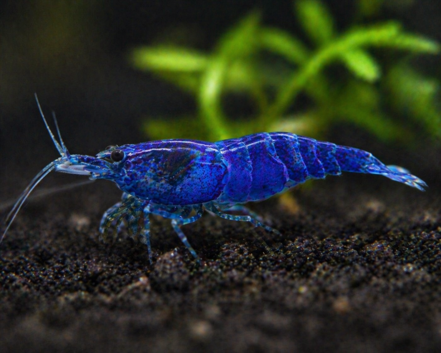 Crevette Blue dream