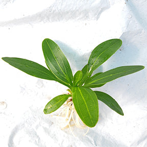 Echinodorus Uruguayensis