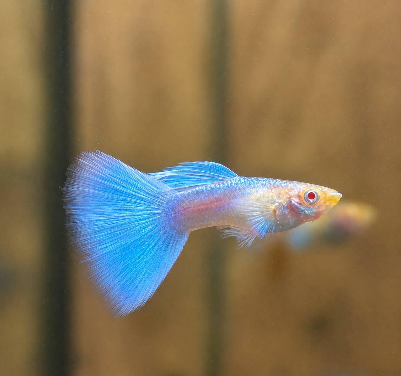 Guppy électrique bleu topaz xl tail
