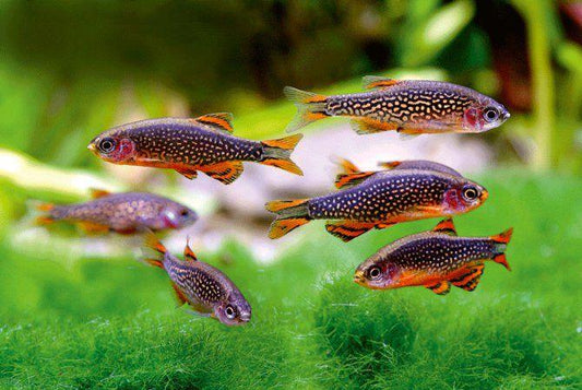 Celestial pearl danio