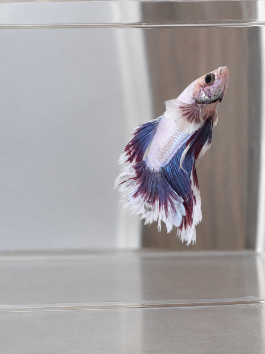 Betta ES 18