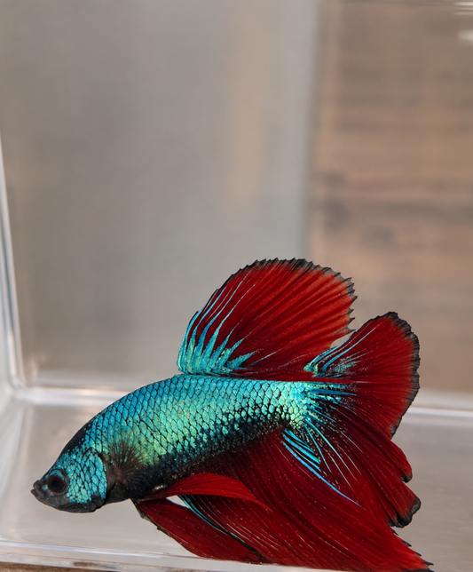 Betta ES 22