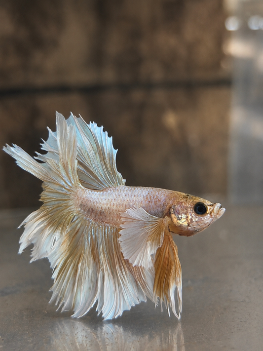 Betta ES 03