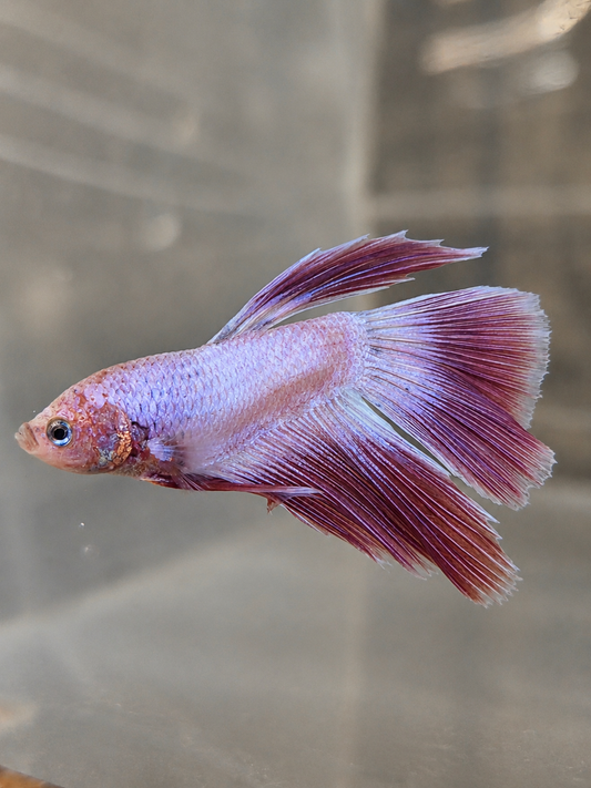 Betta ES 12
