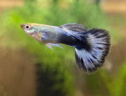 Guppy tuxedo ivory