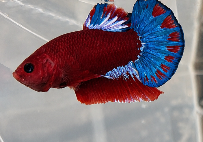 Betta hellboy ES 17