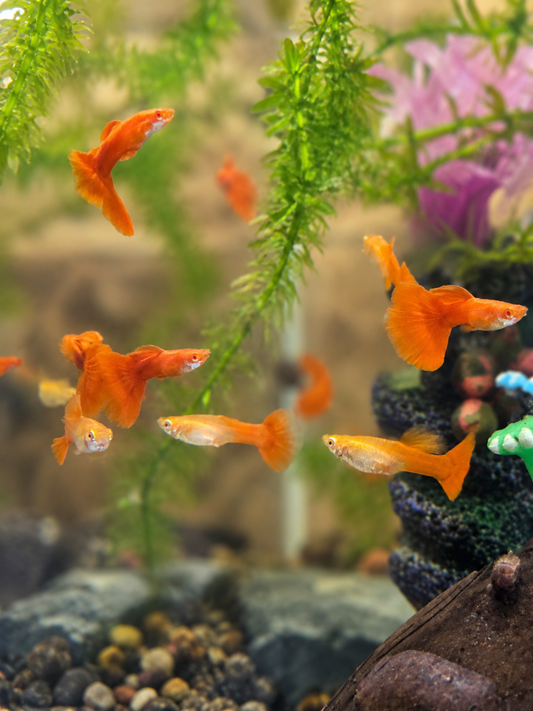 Guppy albinos full red