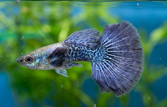 Guppy platinum purple dragon halfmoon