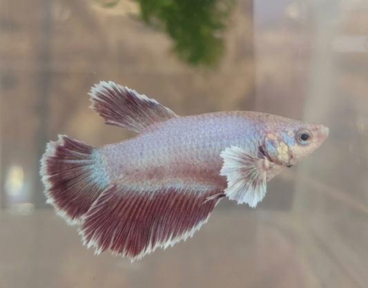 Betta ES 05