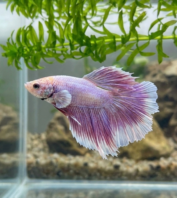 Betta ES 09