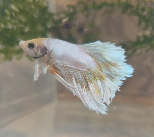 Betta ES 19