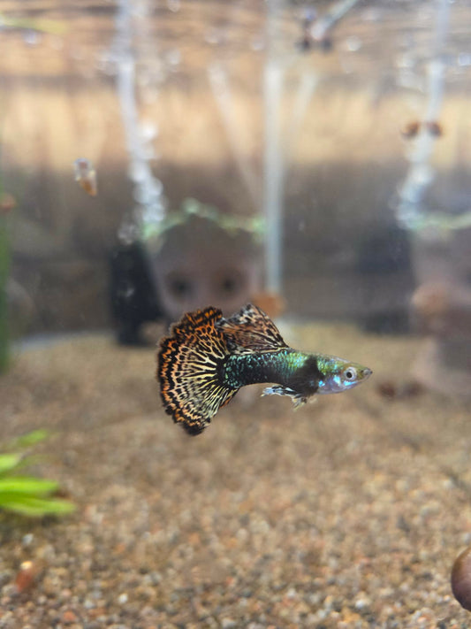 Guppy platinum golden red dragon
