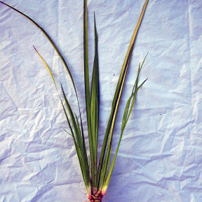 Acorus Gramineus Ogon