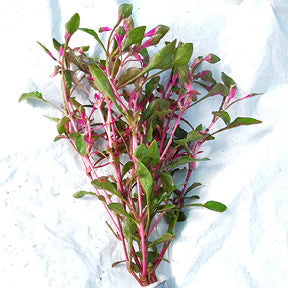 Alternanthera Bettzickiana Red Hedge