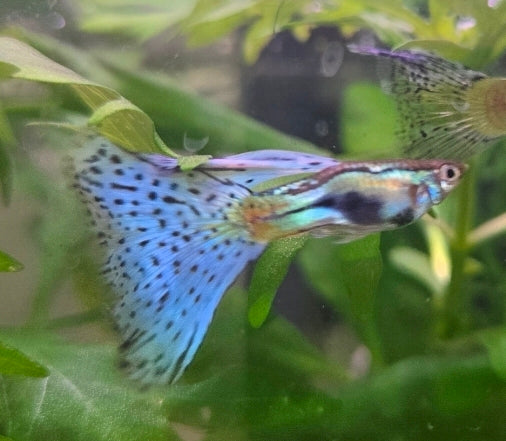Guppy blue grass
