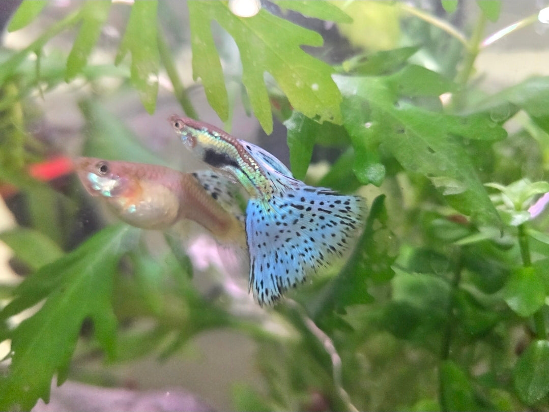 Guppy blue grass