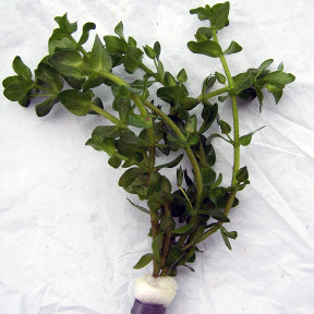 Bacopa Caroliana