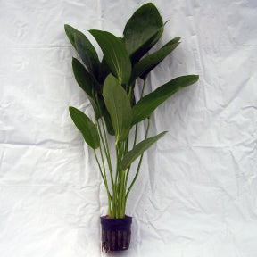 Echinodorus Green Ozelot
