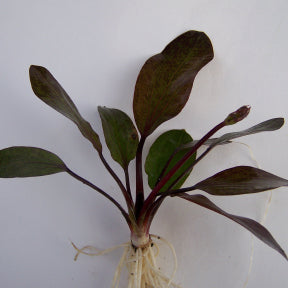 Echinodorus Red Flame-petit