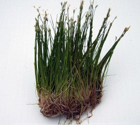 Éléocharis Parvulus