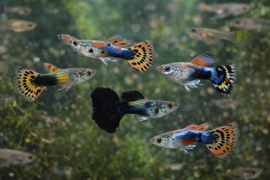 Guppy de fantaisie