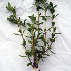 Hygrophila Polysperma