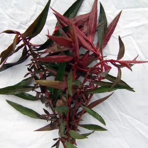Ludwigia Peruensis