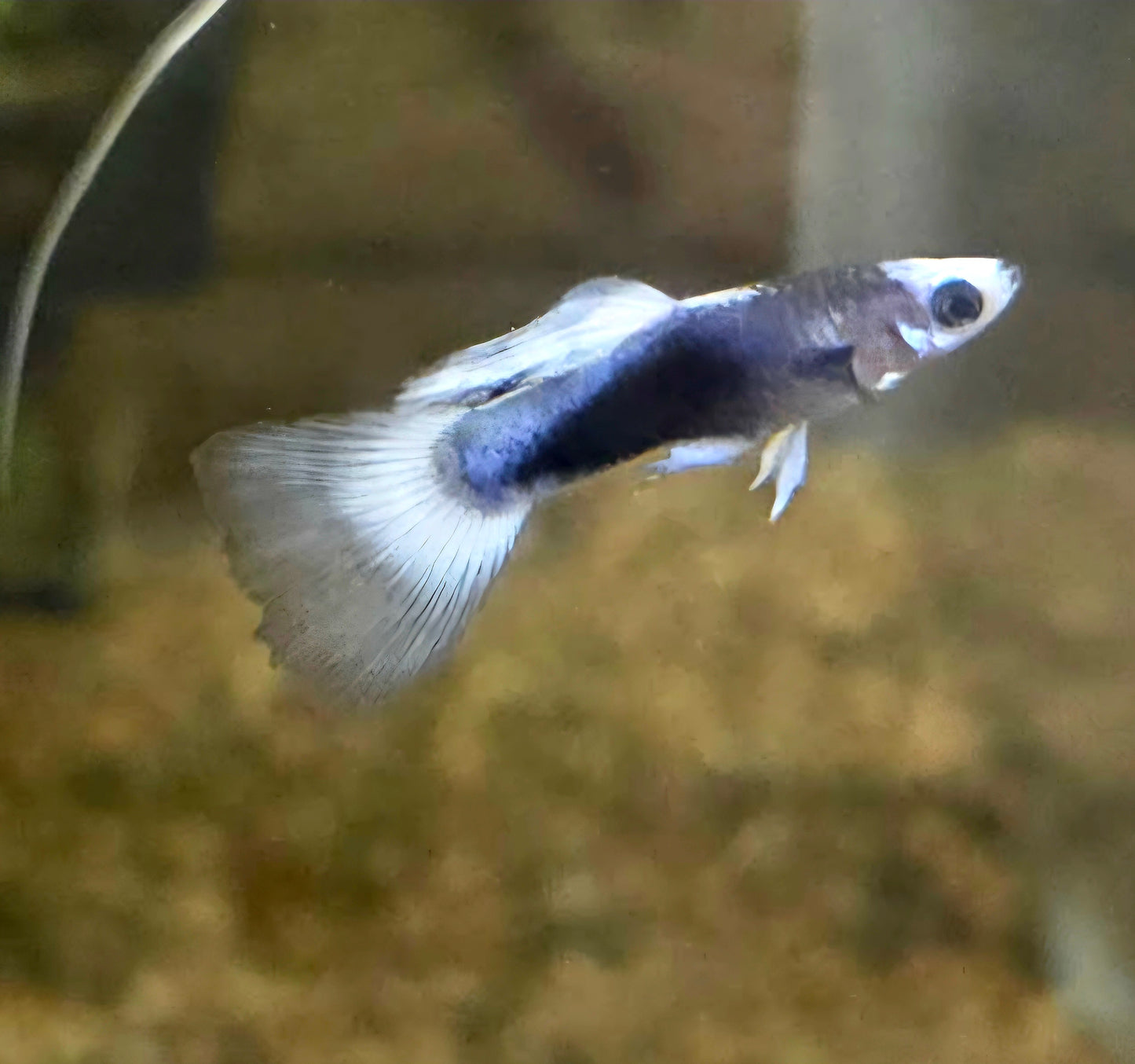 Guppy blue koi