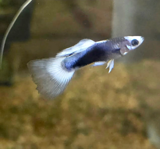 Guppy blue koi