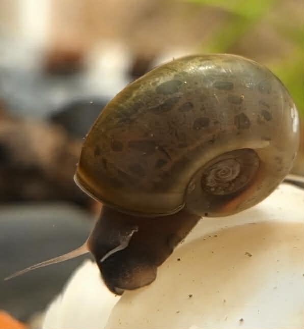Escargot (planorbes)