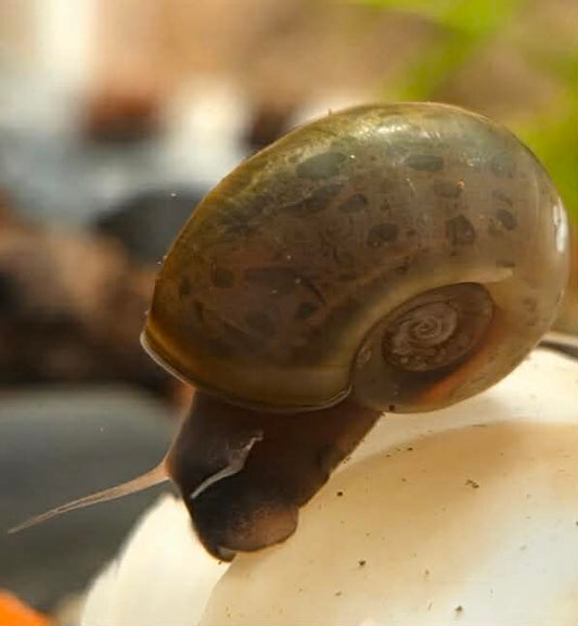 Escargot (planorbes)