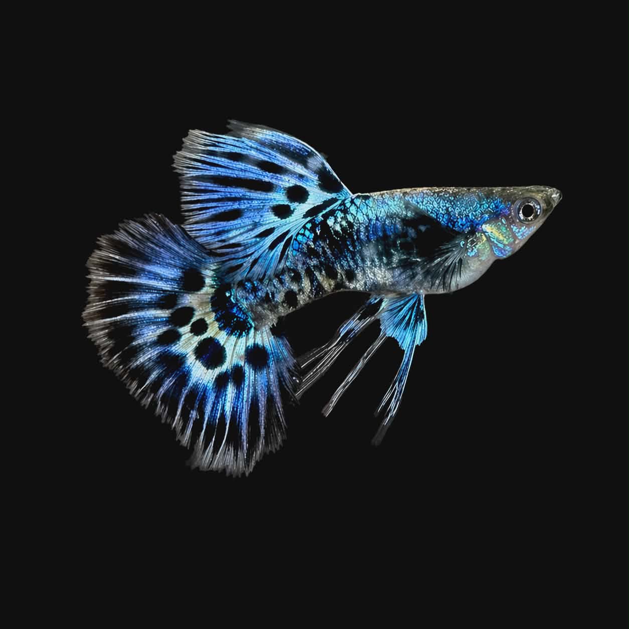 Bleu mosaïque ribon