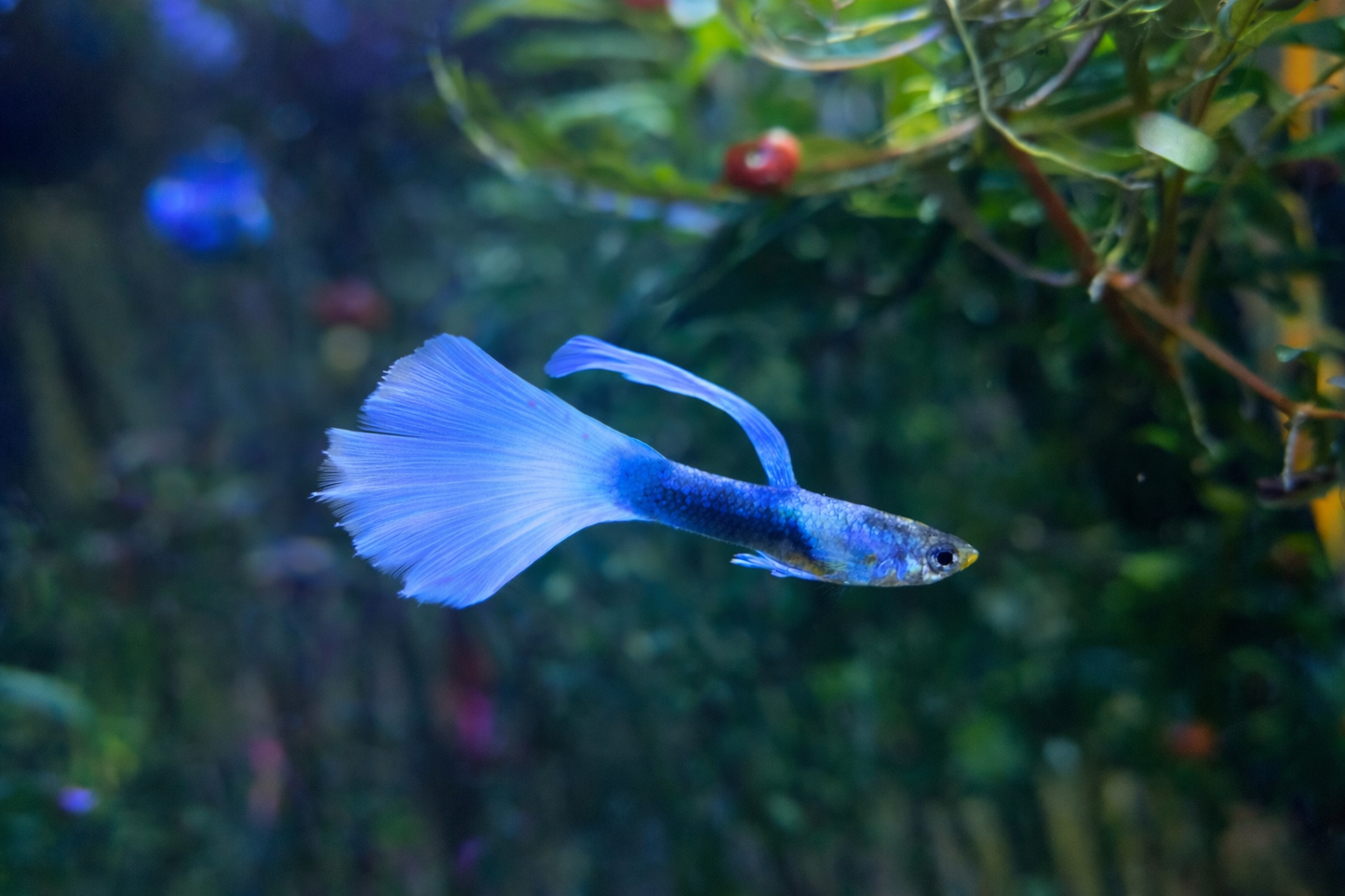 Guppy white tuxedo