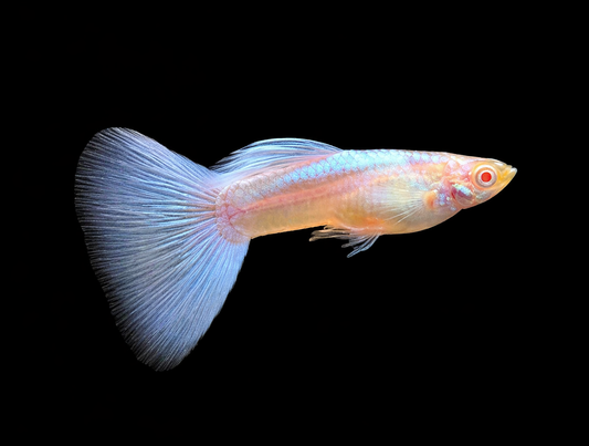 Guppy électrique bleu topaz xl tail