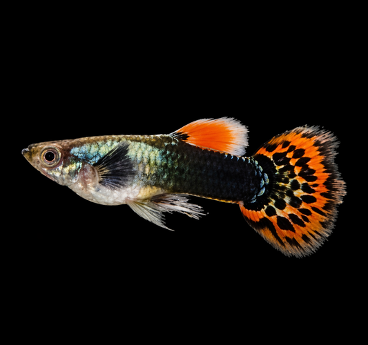 Guppy léopard flamme