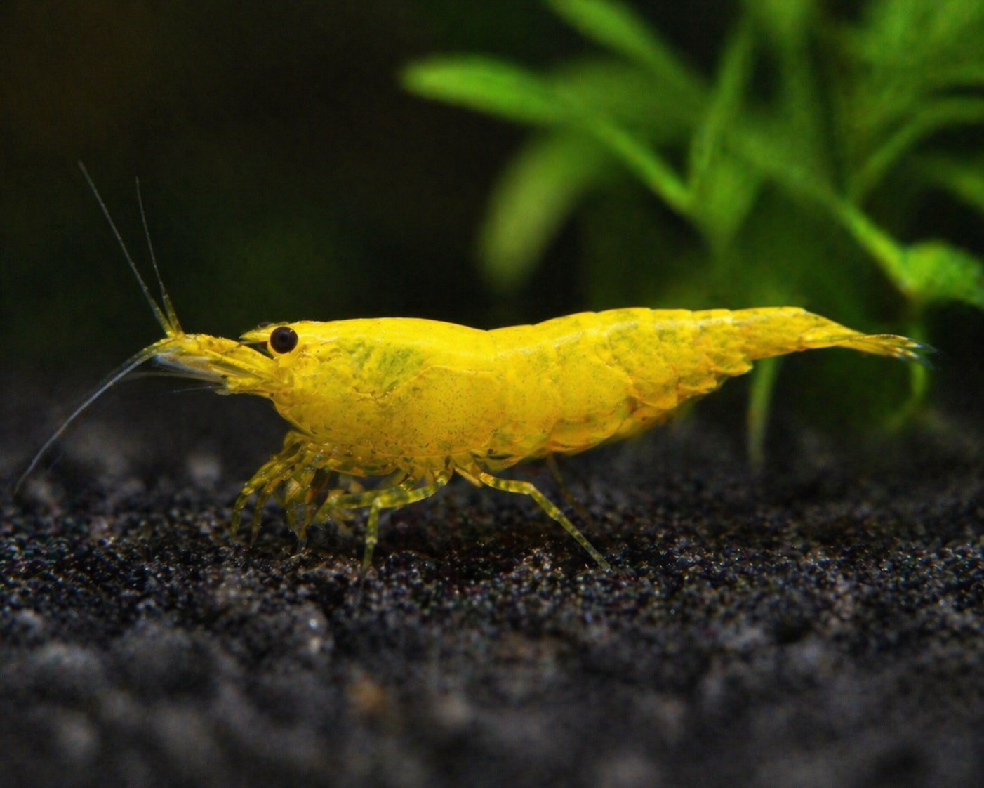 Crevette Yellow Fire